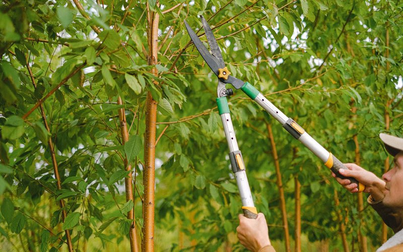 Tree trimming in Helotes, TX